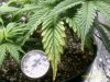 plant002.jpg