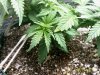 plant003.jpg