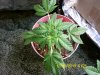 PIC_0721.jpg