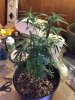 12-22 White Widow 3.jpg