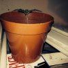plant12.jpg plant12.jpg