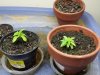 20131227_070933.jpg 20131227_070933.jpg