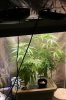UFO clones + UFOs.jpg