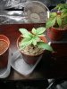 IMG_20131227_142652.jpg