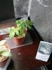 IMG_20131227_142657.jpg
