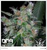 DNA Genetics_60-day-lemon-auto-flowering.jpg