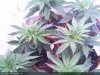 White Widow-Sprout2013-12-15_23.56.02.jpg White Widow-Sprout2013-12-15_23.56.02.jpg