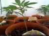 White Widow-Sprout2013-12-11_01.07.04.jpg White Widow-Sprout2013-12-11_01.07.04.jpg