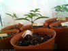 White Widow-Sprout2013-12-08_09.54.03.jpg White Widow-Sprout2013-12-08_09.54.03.jpg