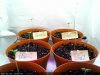 White Widow-Sprout2013-11-29_23.31.43.jpg White Widow-Sprout2013-11-29_23.31.43.jpg