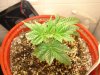 DSC01672.jpg
