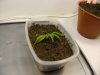 grow journal 006.jpg
