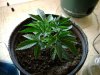 DSC00105.JPG