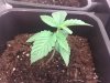 9 days old (a).jpg