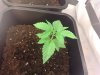 9 days old (b).jpg
