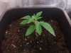 9 days old (c).jpg