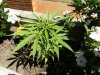 grow journal 008.jpg