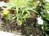 grow journal 009.jpg