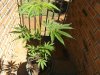 grow journal 011.jpg