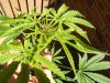 grow journal 012.jpg