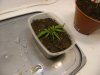 grow journal 013.jpg
