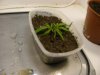 grow journal 014.jpg