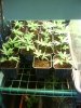 bbc clones under floro's.jpg