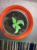 grow 007.jpg grow 007.jpg