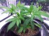 (12) 12-27-13, seems to be doing real good-better in soil, filling out quickly from topped areas.jpg