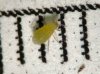 huckleberry root aphid rc.jpg