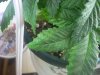 DSCN4177.jpg DSCN4177.jpg