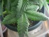 DSCN4178.jpg DSCN4178.jpg