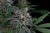 Quantum Kush @ day 66 (4 of 6).jpg