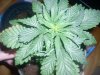 DSCN4174.jpg