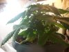 DSCN4193.jpg