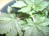 DSCN4195.jpg