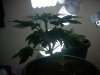 DSCN4196.jpg