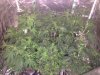 week1flower.jpeg