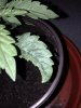 grow1111 008.jpg