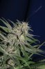honeybee & pk x gsog 042.jpg