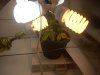 DSCN4203.jpg