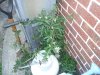 garden 002.jpg garden 002.jpg