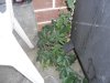 garden 003.jpg garden 003.jpg