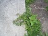 garden 005.jpg garden 005.jpg