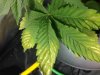 sickplant2.jpg
