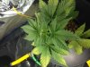 sickplant3.jpg