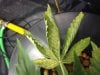 sickplant4.jpg