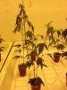 v1-later-droop-closer.jpg