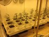 v-week1-skywalker.jpg