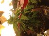 IMG_0036.jpg IMG_0036.jpg